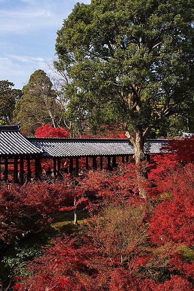 東福寺-24.jpg