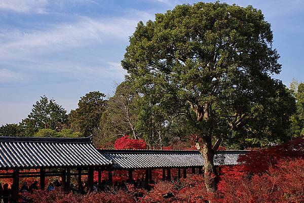 東福寺-25.jpg