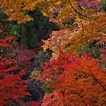 清水寺-38.jpg