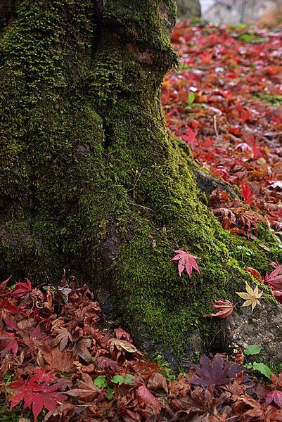 出石町-24.jpg