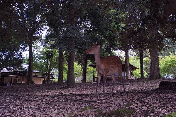 奈良公園-06.jpg