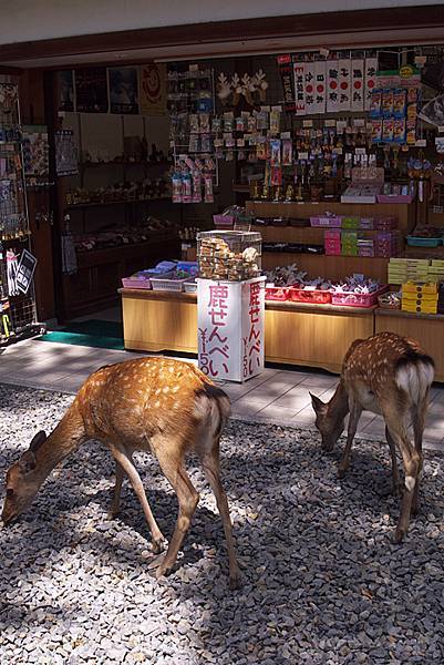 東大寺-72.jpg