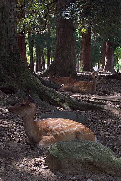 東大寺-54.jpg