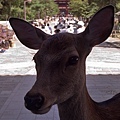 東大寺-02.jpg