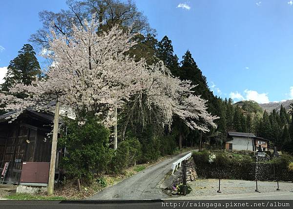 4/17-盛開的sakura