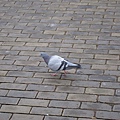 honeymoon 246.JPG
