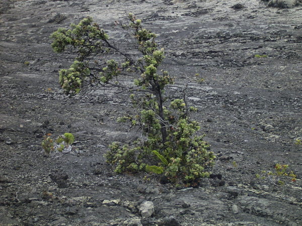 熔岩中 生長的樹.JPG