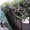 茶花滿路