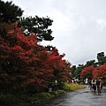 雨後紅葉