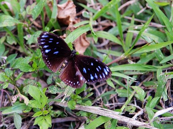 磯崎，一隻死掉的紫斑蝶