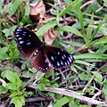 磯崎，一隻死掉的紫斑蝶