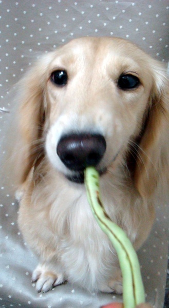 2007/11/18 吃碗豆，我是愛吃蔬菜水果的狗