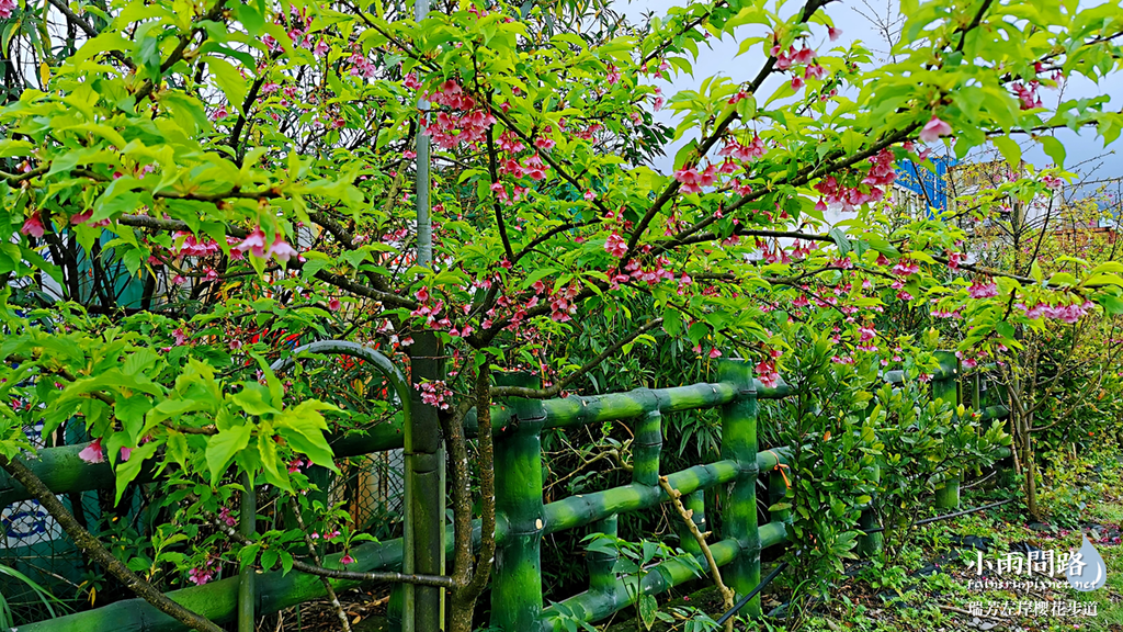 新北瑞芳｜賞櫻新景點｜瑞芳左岸櫻花步道｜沿著河畔賞粉櫻、桃櫻、白櫻 (9).PNG