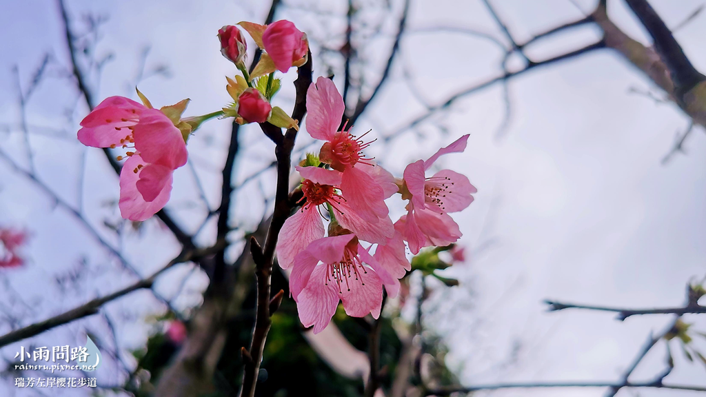 新北瑞芳｜賞櫻新景點｜瑞芳左岸櫻花步道｜沿著河畔賞粉櫻、桃櫻、白櫻 (14).PNG