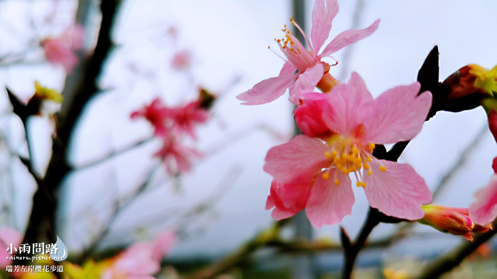 新北瑞芳｜賞櫻新景點｜瑞芳左岸櫻花步道｜沿著河畔賞粉櫻、桃櫻、白櫻 (12).PNG