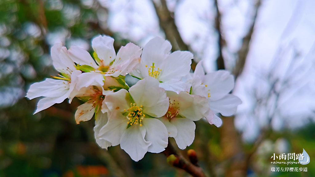 新北瑞芳｜賞櫻新景點｜瑞芳左岸櫻花步道｜沿著河畔賞粉櫻、桃櫻、白櫻 (16).PNG