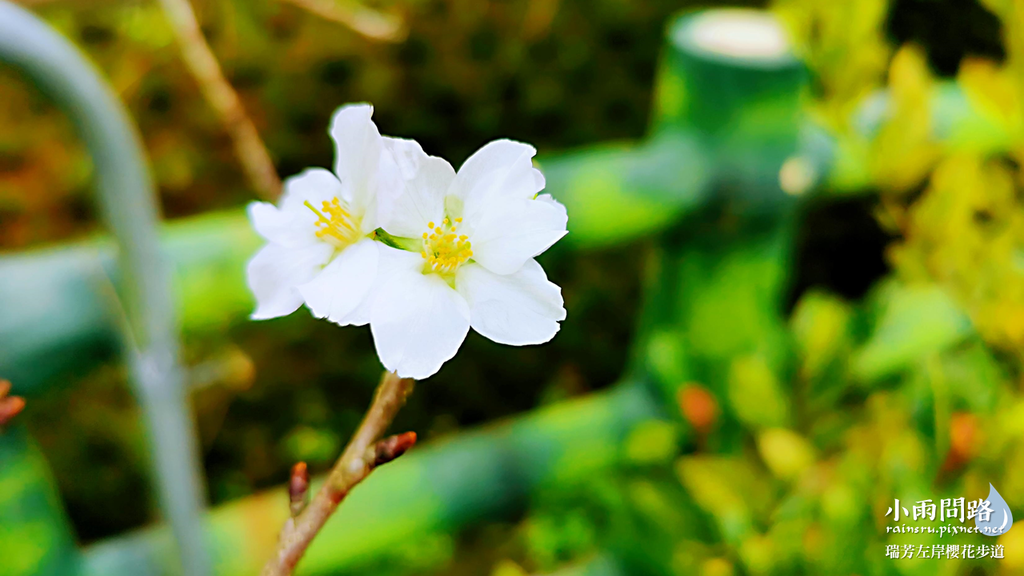 新北瑞芳｜賞櫻新景點｜瑞芳左岸櫻花步道｜沿著河畔賞粉櫻、桃櫻、白櫻 (17).PNG