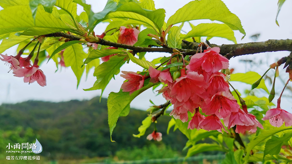 新北瑞芳｜賞櫻新景點｜瑞芳左岸櫻花步道｜沿著河畔賞粉櫻、桃櫻、白櫻 (13).PNG