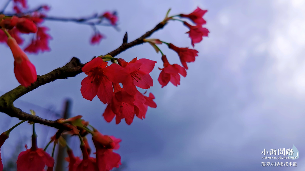 新北瑞芳｜賞櫻新景點｜瑞芳左岸櫻花步道｜沿著河畔賞粉櫻、桃櫻、白櫻 (20).PNG