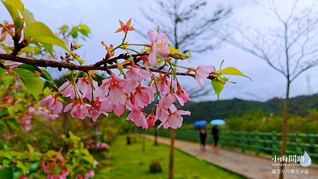 新北瑞芳｜賞櫻新景點｜瑞芳左岸櫻花步道｜沿著河畔賞粉櫻、桃櫻、白櫻 (21).PNG