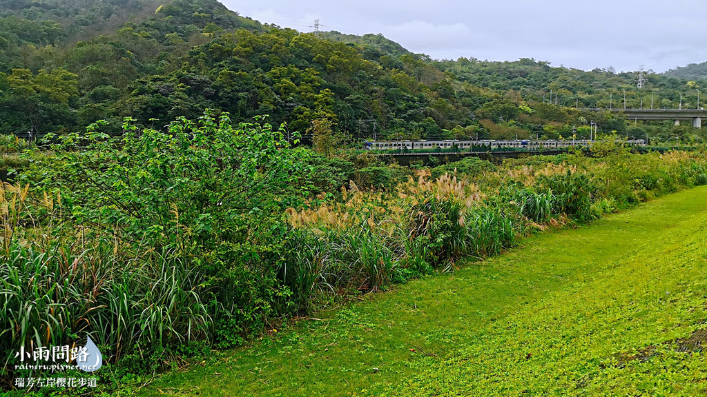 新北瑞芳｜賞櫻新景點｜瑞芳左岸櫻花步道｜沿著河畔賞粉櫻、桃櫻、白櫻 (22).PNG