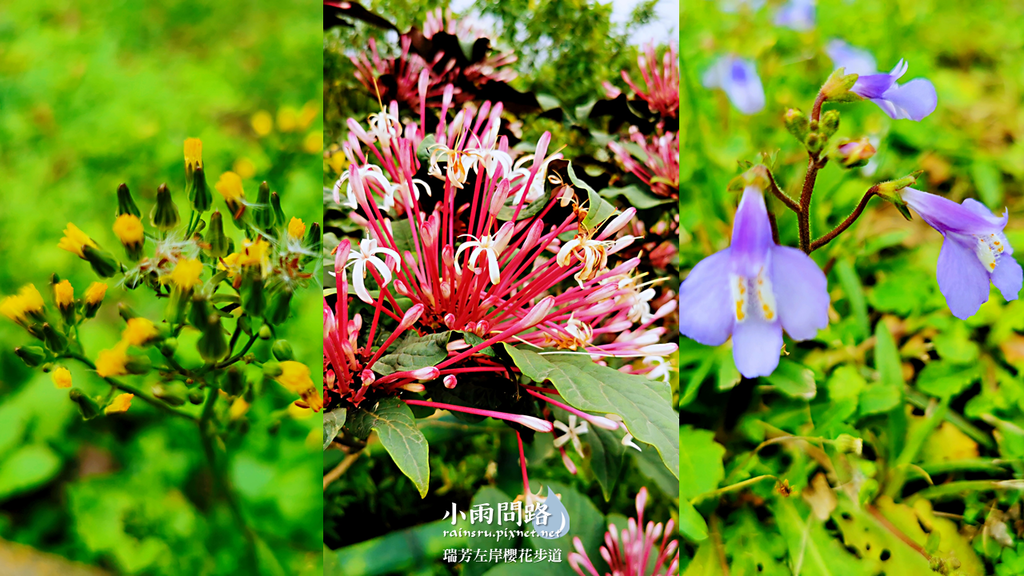 新北瑞芳｜賞櫻新景點｜瑞芳左岸櫻花步道｜沿著河畔賞粉櫻、桃櫻、白櫻 (24).PNG