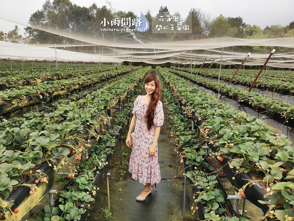 花蓮採草莓推薦｜鳳林開心草莓園｜親子景點免門票｜高架草莓｜草莓季尾巴追一波！ (2).PNG