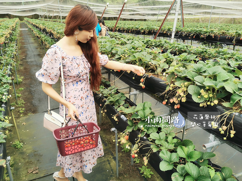 花蓮採草莓推薦｜鳳林開心草莓園｜親子景點免門票｜高架草莓｜草莓季尾巴追一波！ (5).PNG