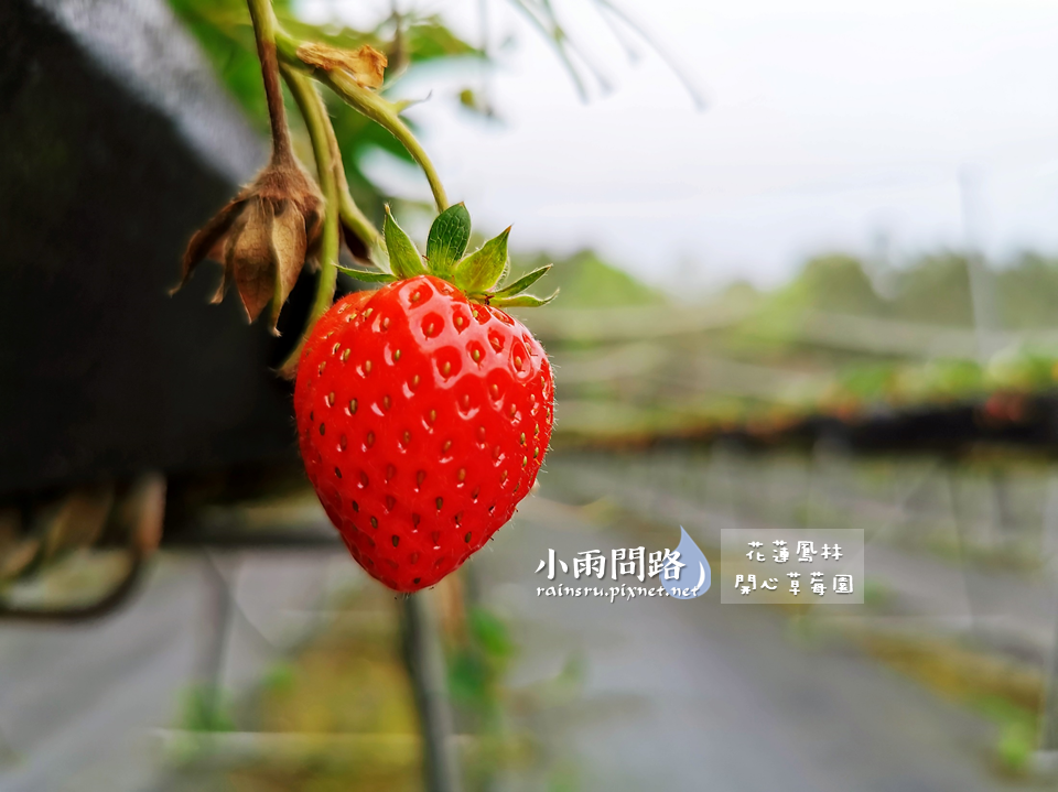 花蓮採草莓推薦｜鳳林開心草莓園｜親子景點免門票｜高架草莓｜草莓季尾巴追一波！ (9).PNG