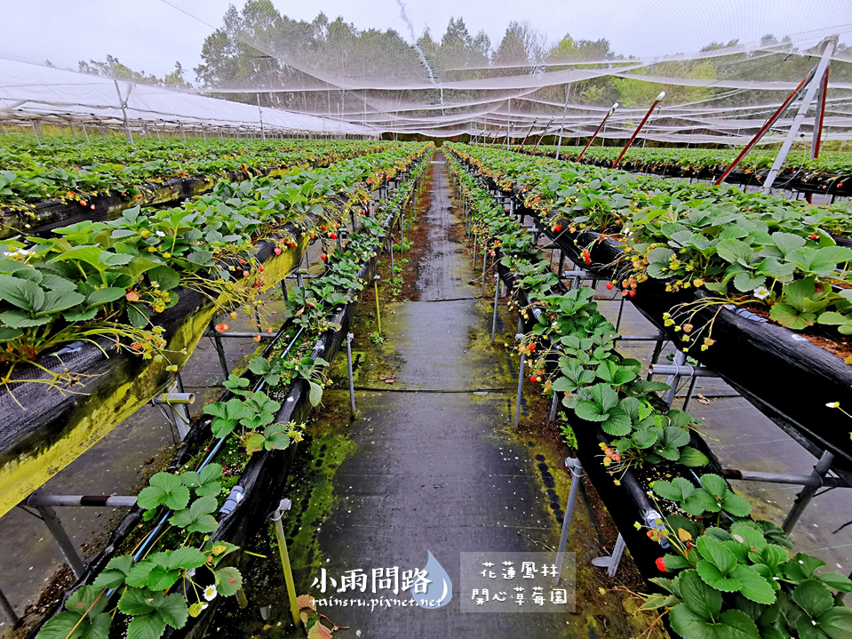 花蓮採草莓推薦｜鳳林開心草莓園｜親子景點免門票｜高架草莓｜草莓季尾巴追一波！ (6).PNG