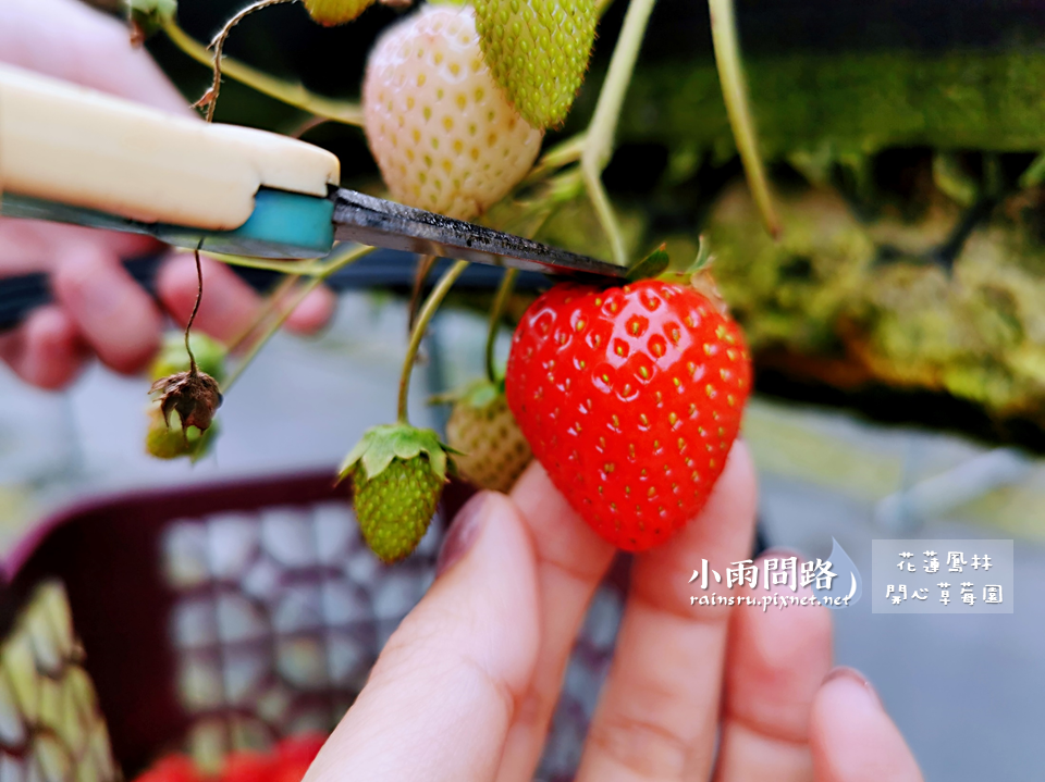 花蓮採草莓推薦｜鳳林開心草莓園｜親子景點免門票｜高架草莓｜草莓季尾巴追一波！ (13).PNG