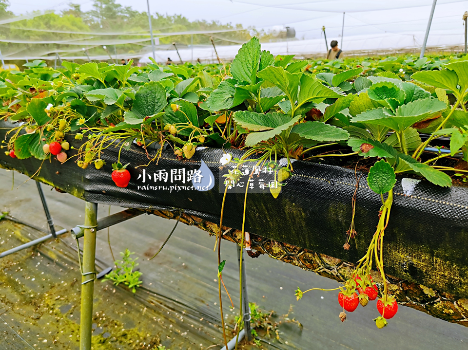 花蓮採草莓推薦｜鳳林開心草莓園｜親子景點免門票｜高架草莓｜草莓季尾巴追一波！ (11).PNG