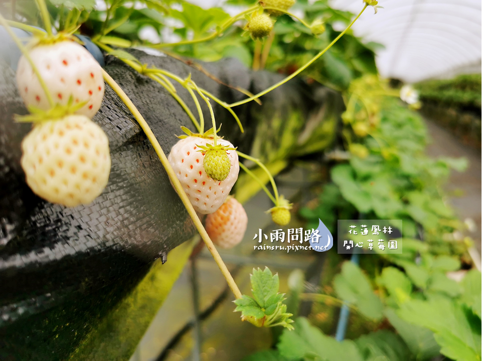 花蓮採草莓推薦｜鳳林開心草莓園｜親子景點免門票｜高架草莓｜草莓季尾巴追一波！ (15).PNG