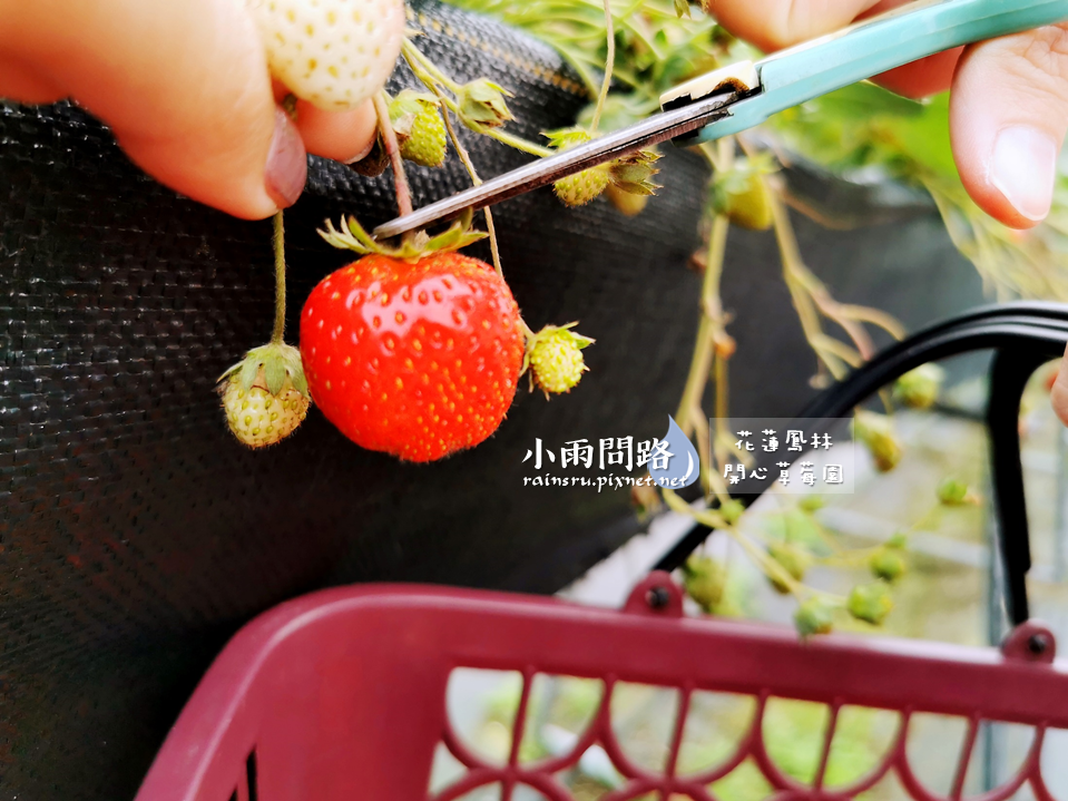 花蓮採草莓推薦｜鳳林開心草莓園｜親子景點免門票｜高架草莓｜草莓季尾巴追一波！ (14).PNG