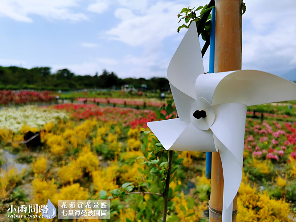 花蓮2021賞花景點｜七星潭曼波園區花海｜繽紛波斯菊、白色玻璃鋼琴屋超美｜四八高地、七星潭景點 (4).PNG