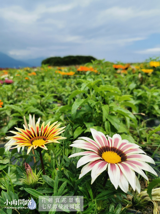 花蓮2021賞花景點｜七星潭曼波園區花海｜繽紛波斯菊、白色玻璃鋼琴屋超美｜四八高地、七星潭景點 (16).PNG