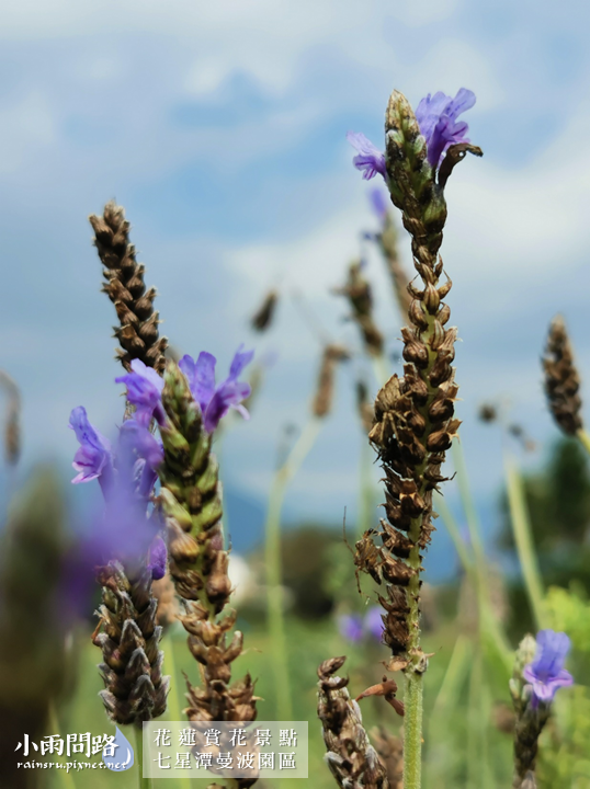 花蓮2021賞花景點｜七星潭曼波園區花海｜繽紛波斯菊、白色玻璃鋼琴屋超美｜四八高地、七星潭景點 (18).PNG