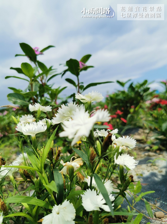 花蓮2021賞花景點｜七星潭曼波園區花海｜繽紛波斯菊、白色玻璃鋼琴屋超美｜四八高地、七星潭景點 (15).PNG