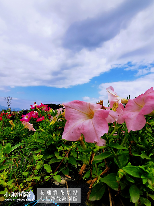 花蓮2021賞花景點｜七星潭曼波園區花海｜繽紛波斯菊、白色玻璃鋼琴屋超美｜四八高地、七星潭景點 (13).PNG