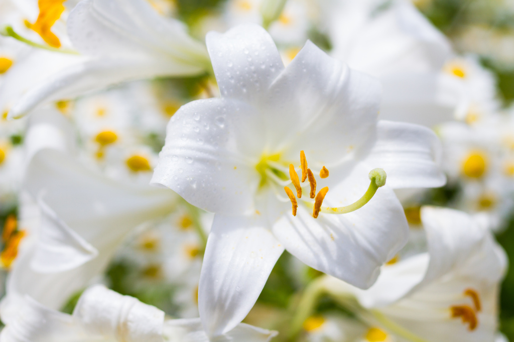 百合花的美與象徵｜天界之花｜百分之百合而為一_小雨問路shutterstock_291850427.jpg