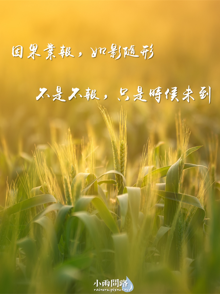 節氣音樂｜芒種歌詞 歌詞意思 芒種MV 芒種舞蹈｜因果法則是宇宙定律_小雨問路 (13).PNG