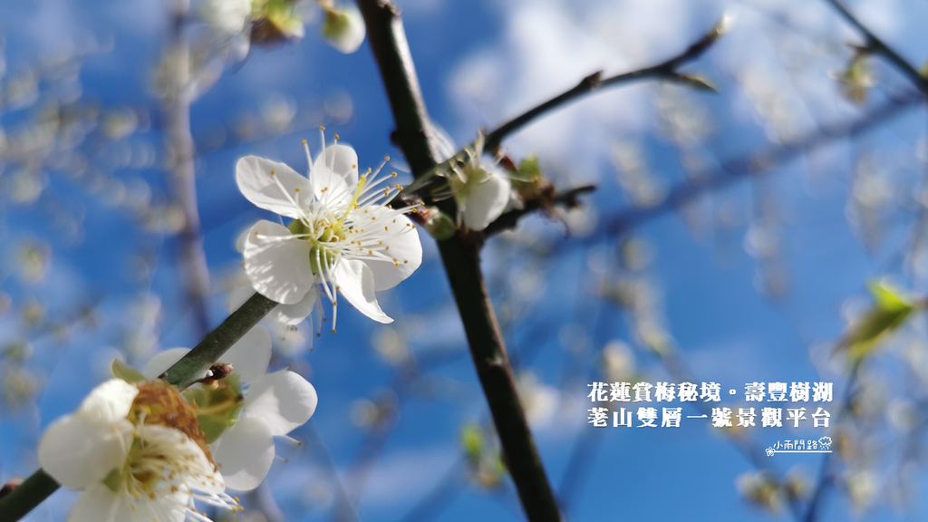 花蓮賞梅秘境｜梅花景點推薦｜壽豐樹湖荖山雙層一號景觀平台_小雨問路 (1).PNG