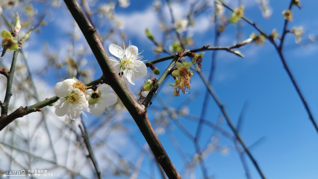 花蓮賞梅秘境｜梅花景點推薦｜壽豐樹湖荖山雙層一號景觀平台_小雨問路 (8).PNG