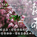 穀雨祝福問候圖祝福語精選：正能量穀雨節氣早安圖、午安圖、晚安圖、長輩圖2024_小雨問路 (3).PNG