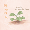 野地的花.png