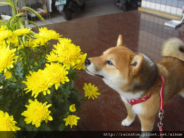 愛花狗寶貝