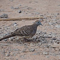 20150125 Zebra Dove 斑姬地鳩