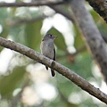 DSC06955 Asian Brown flycatcher