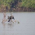 DSC07066 oriental darter.JPG