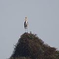 DSC07113 Lesser Adjutant.JPG